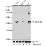 Western Blot - Anti-GSK3 beta (Phospho S9) Antibody [AMC0523] (A309844) - Antibodies.com