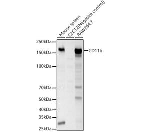 Western Blot - Anti-CD11b Antibody (A309847) - Antibodies.com