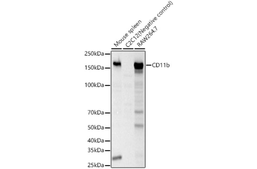 Western Blot - Anti-CD11b Antibody (A309847) - Antibodies.com