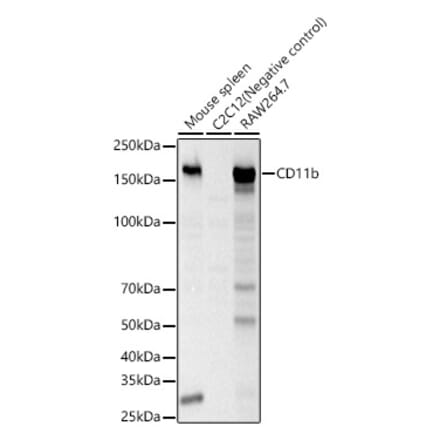 Western Blot - Anti-CD11b Antibody (A309847) - Antibodies.com