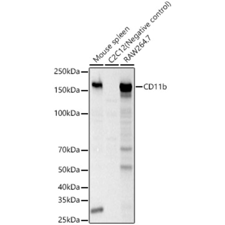 Western Blot - Anti-CD11b Antibody (A309847) - Antibodies.com