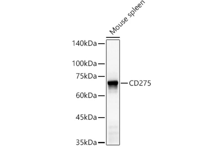 Western Blot - Anti-ICOS Ligand/ICOSL Antibody (A309848) - Antibodies.com