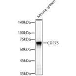 Western Blot - Anti-ICOS Ligand/ICOSL Antibody (A309848) - Antibodies.com