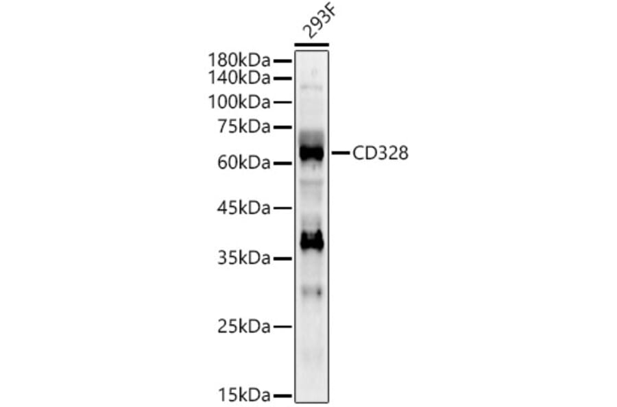 Western Blot - Anti-Siglec 7 Antibody (A309849) - Antibodies.com