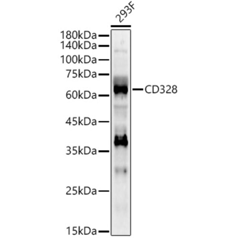 Western Blot - Anti-Siglec 7 Antibody (A309849) - Antibodies.com