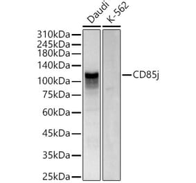Western Blot - Anti-LILRB1 Antibody (A309851) - Antibodies.com