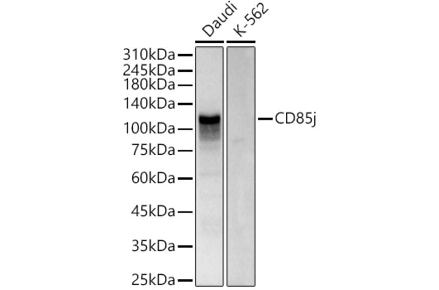 Western Blot - Anti-LILRB1 Antibody (A309851) - Antibodies.com