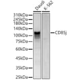 Western Blot - Anti-LILRB1 Antibody (A309851) - Antibodies.com