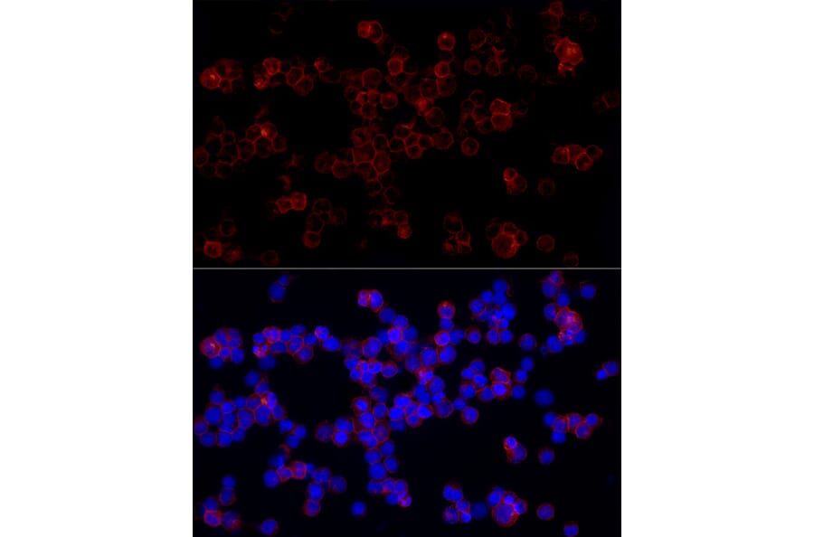 Immunofluorescence - Anti-LILRB1 Antibody (A309851) - Antibodies.com