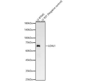 Western Blot - Anti-LOXL1 Antibody [ARC58135] (A309853) - Antibodies.com