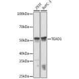 Western Blot - Anti-TEF1/TEAD-1 + TEA domain family member 2/ETF + TEAD3 + TEAD4 Antibody [ARC1158] (A309856) - Antibodies.com