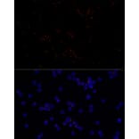 Immunofluorescence - Anti-FGFR1 Oncogene Partner Antibody [ARC2913] (A309858) - Antibodies.com
