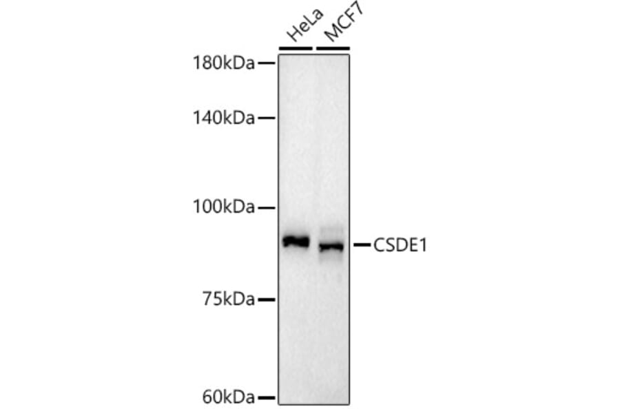 Western Blot - Anti-CSDE1/NRU Antibody (A309859) - Antibodies.com