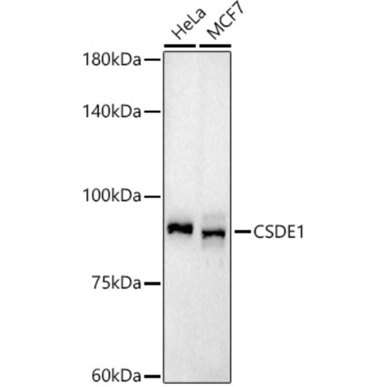 Western Blot - Anti-CSDE1/NRU Antibody (A309859) - Antibodies.com