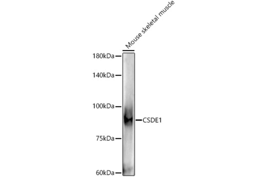 Western Blot - Anti-CSDE1/NRU Antibody (A309859) - Antibodies.com