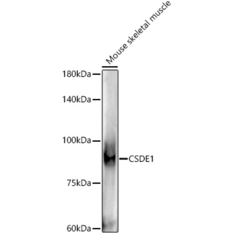 Western Blot - Anti-CSDE1/NRU Antibody (A309859) - Antibodies.com