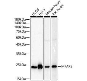 Western Blot - Anti-MAGP2 Antibody (A309868) - Antibodies.com