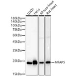 Western Blot - Anti-MAGP2 Antibody (A309868) - Antibodies.com