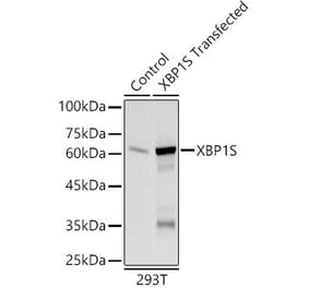 Western Blot - Anti-XBP1 Antibody (A309876) - Antibodies.com