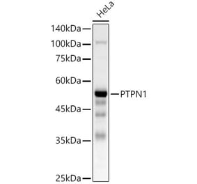 Western Blot - Anti-PTP1B Antibody (A309877) - Antibodies.com
