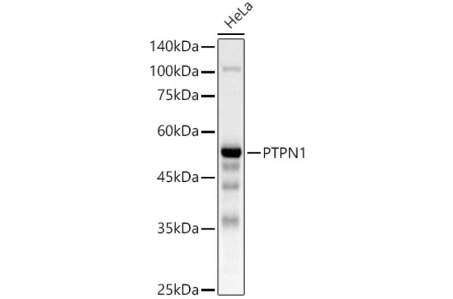 Western Blot - Anti-PTP1B Antibody (A309877) - Antibodies.com