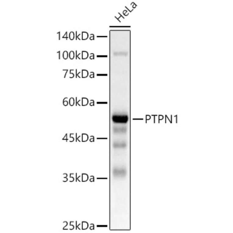 Western Blot - Anti-PTP1B Antibody (A309877) - Antibodies.com