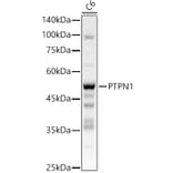 Western Blot - Anti-PTP1B Antibody (A309877) - Antibodies.com