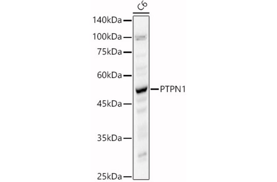 Western Blot - Anti-PTP1B Antibody (A309877) - Antibodies.com