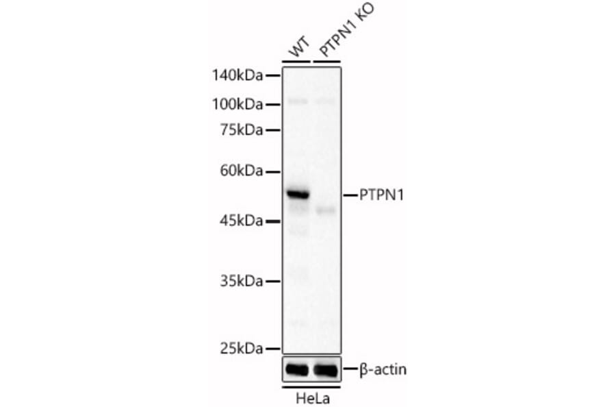 Western Blot - Anti-PTP1B Antibody (A309877) - Antibodies.com