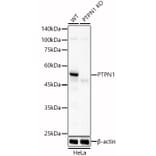 Western Blot - Anti-PTP1B Antibody (A309877) - Antibodies.com