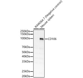 Western Blot - Anti-VCAM1 Antibody (A309878) - Antibodies.com