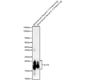 Western Blot - Anti-IL-17A Antibody [ARC57567] (A309880) - Antibodies.com
