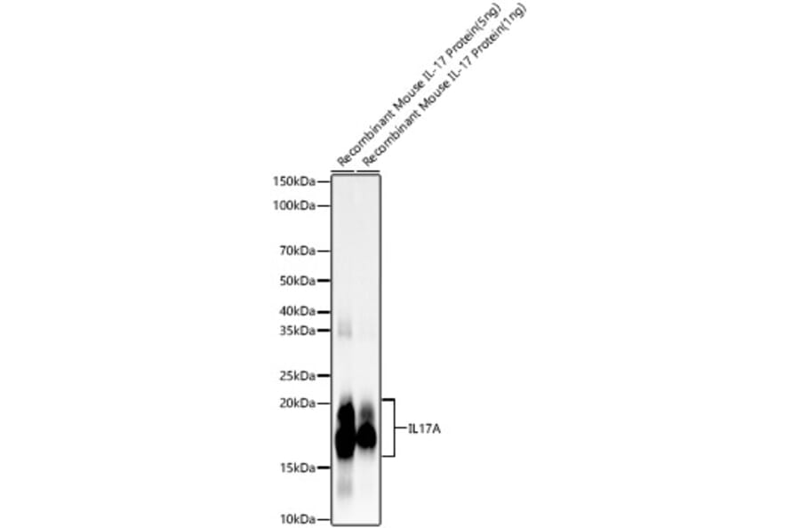 Western Blot - Anti-IL-17A Antibody [ARC57567] (A309880) - Antibodies.com