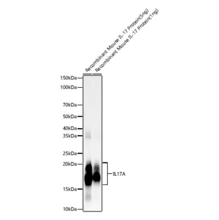Western Blot - Anti-IL-17A Antibody [ARC57567] (A309880) - Antibodies.com