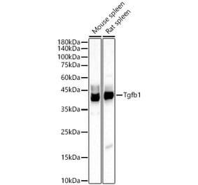 Western Blot - Anti-TGF beta 1 Antibody (A309881) - Antibodies.com