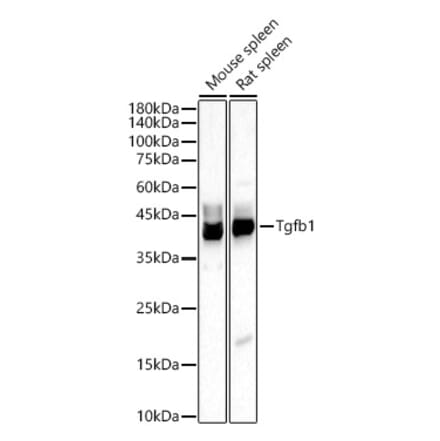 Western Blot - Anti-TGF beta 1 Antibody (A309881) - Antibodies.com