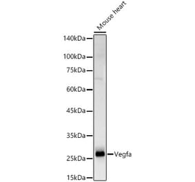 Western Blot - Anti-VEGFA Antibody (A309882) - Antibodies.com