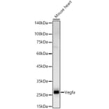 Western Blot - Anti-VEGFA Antibody (A309882) - Antibodies.com