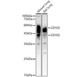 Western Blot - Anti-ICAM2 Antibody (A309884) - Antibodies.com