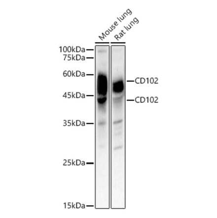 Western Blot - Anti-ICAM2 Antibody (A309884) - Antibodies.com