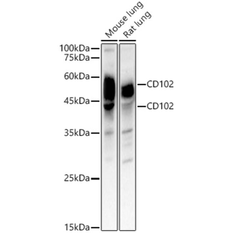 Western Blot - Anti-ICAM2 Antibody (A309884) - Antibodies.com