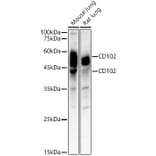 Western Blot - Anti-ICAM2 Antibody (A309884) - Antibodies.com