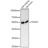 Western Blot - Anti-FOXD1/BF-2 Antibody (A309886) - Antibodies.com