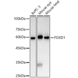Western Blot - Anti-FOXD1/BF-2 Antibody (A309886) - Antibodies.com
