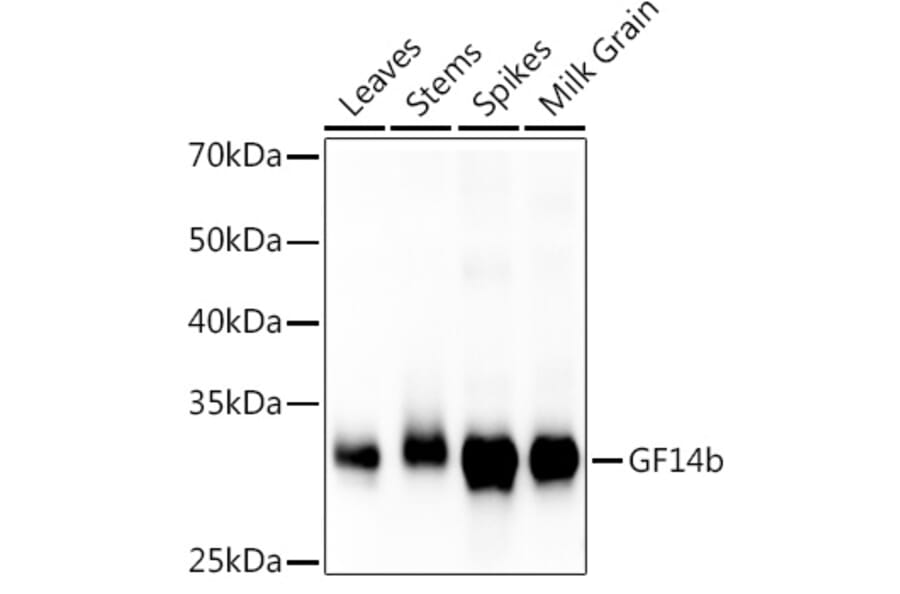 Western Blot - Anti-G-box binding factor Antibody (A309895) - Antibodies.com