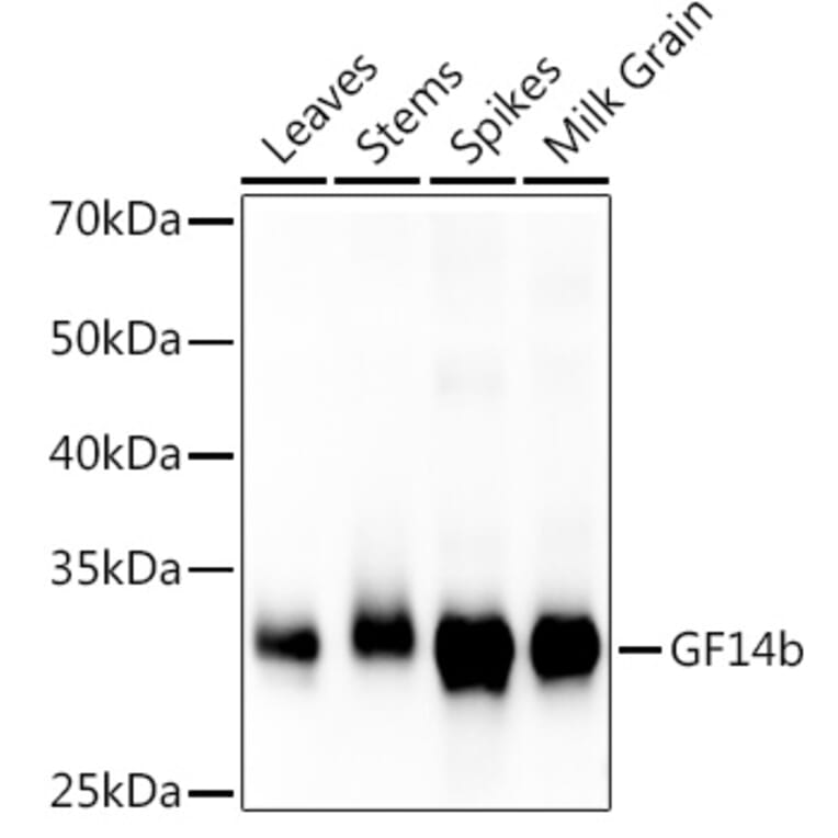 Western Blot - Anti-G-box binding factor Antibody (A309895) - Antibodies.com
