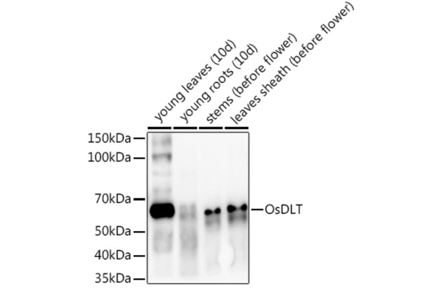 Western Blot - Anti-DLT Antibody (A309897) - Antibodies.com
