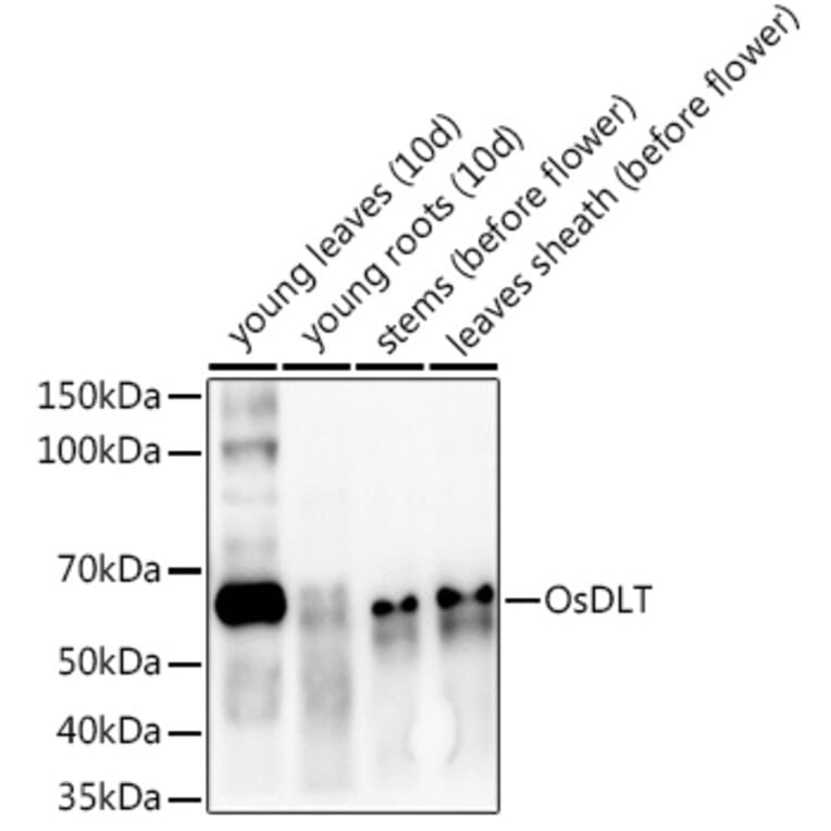 Western Blot - Anti-DLT Antibody (A309897) - Antibodies.com