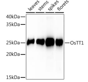 Western Blot - Anti-PAB1 Antibody (A309901) - Antibodies.com