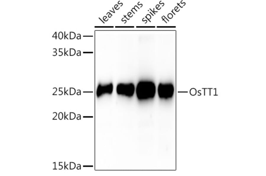 Western Blot - Anti-PAB1 Antibody (A309901) - Antibodies.com
